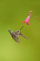 Annas Hummingbird , Calypte Anna , Feeding In Flight