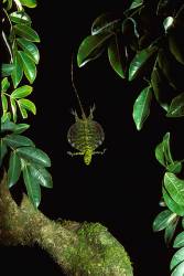 Common Flying Dragon ( Draco Volans ) In Flight . Sabah , Borneo , Malaysia