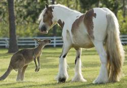 Gypsy Horse With Kangaroo Pasture Buddy