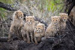 Cheetah Cubs ( Acinonyx Jubatus ) , Zulu Nyala Game Reserve , South Africa