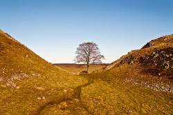 Sycamore Gap , Hadrians Wall , Northumberland National Park , Northumberland , U . K .
