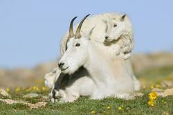 Mountain Goat