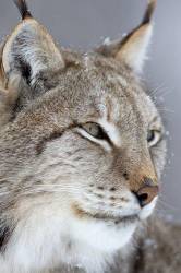 Lynx ( Lynx Lynx ) ,