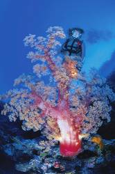 Scuba Diver With Huge Dendronephthya Soft Coral Tree . Great Barrier Reef , Queensland , Australia