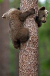 Two Young Bear Cubs ( Ursus Arctos Arctos ) , Climb A Trree For Safety And Watch Mum Below See Off A Rival .