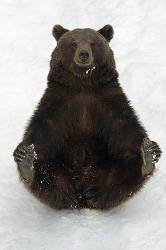European Brown Bear In Snow , Bavaria , Germany