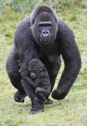 Gorilla , Mother Transporting Baby , Apenheul Park , Apeldoorn , Holland