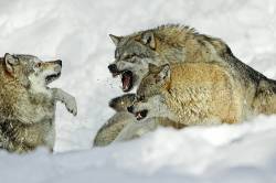 European Wolf , Two Attacking Rang Weakest Animal , Bavaria , Germany