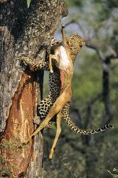Leopard Climbing Tree With Prey , Kruger Park , South Africa