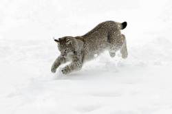 European Lynx , Young Animal Pouncing On Mouse In Snow , Lower Saxony , Germany