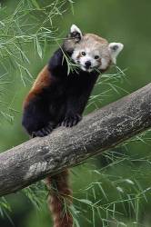 Red Panda , Eating Bamboo , China