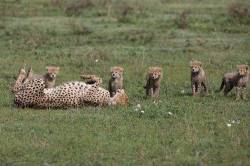 A Mother Cheetah ( Acinonyx Jubatus ) Takes A Well Earned Rest Whille Her Cubs Look On . Serengeti Tanzania .