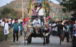 Bullock Cart Race In South India
