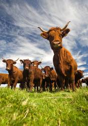 Salers Cows ( Bos Taurus Domesticus ) In The Sancy Massif ( Puy De Dôme France ) .