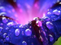 Ipomoea Raindrop 2