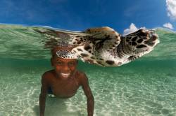 Papuan Boy Swimming In The Shallows With His Pet Baby Hawksbill Turtle ( Eretmochelys Imbricata ) . Tunnung Island , New Hanover , Papua New Guinea , June 2010 . NOT AVAILABLE FOR MAGAZINE USE IN GERMAN SPEAKING COUNTRIES UNTIL 1ST JULY 2013 .
