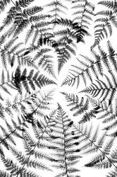 Fern Pattern On White Portrait Monochrome