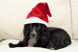 Cocker Spaniel Puppy In Santa Hat , England , UK , Europe