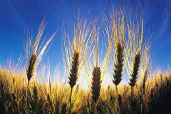 Maturing Barley , Manitoba , Canada