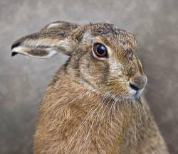 European Hare ( Lepus Europaeus )