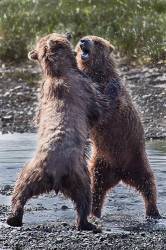 Alaskan Brown Bears Showing Some Aggression At McNeil River Game Sanctuary On Alaska Peninsula