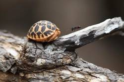 Small Turtle With Big Ant South India