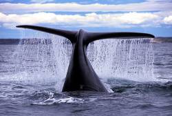Eubalaena Australis , Right Southern Whale , Patagonia