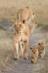 Lioness Panthera Leo And Cubs , Masai Mara , Kenya , Africa