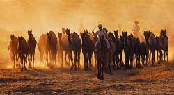 Camels At Dusk , Pushkar
