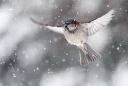 The House Sparrow In The Falling Snow , Passer Domesticus , Europe
