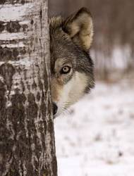Gray Wolf , Canis Lupus Standing Between The Trees