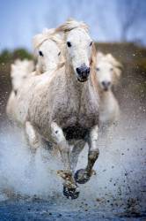 Camargue Horses Running Through Water