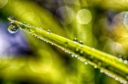 Dew On Grass , Webster County , West Virginia , USA
