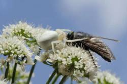 White Form Of Goldenrod Crab Spider ( Misumenia Vatia ) Camouflaged On Wild Angelica ( Angelica Sylvestris ) Flowers Sinking Fangs Into The Head Of A Large Horse Fly ( Dasyrhamphis Anthracinus ) . Corsica , France , June .