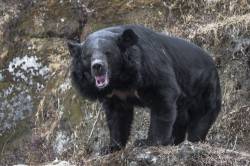 The Asian Black Bear ( Ursus Thibetanus ) , Known As Kala Bhalu In Hindi , At The Padmaja Naidu Himalayan Zoological Park In Darjeeling , West Bengal , India . Also Known As The Moon Bear Or White Chested Bear , It Is A Medium Sized Species , Largely Adapted For Arboreal Life . It Occurs Through Much Of Southern Asia Including Himalayan Foothills , Korea , Northeastern China , The Russian Far East And Limited Parts Of Japan . It Is Classed By The IUCN As A Vulnerable Species , Mostly Due To Deforestation And Active Hunting For Its Body Parts . Though Largely Herbivorous , Asian Black Bears Can Be Very Aggressive Toward Humans , And Have Frequently Attacked People Without Provocation . The Species Was Described By Rudyard Kipling As " The Most Bizarre Of The Ursine Species . Scientific Classification : Kingdom : Animalia Phylum : Chordata Class : Mammalia Order : Carnivora Family : Ursidae Genus : Ursus Species : U . Thibetanus