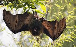Bat
