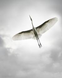 Egret Soaring Through Sky