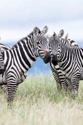 Plains Zebra ( Equus Quagga ) Also Called Common Zebra Or Burchells Zebra , Subspecies E . Q . Boehmi ( Grants Zebra ) In Kenya , Lewa Game Reserve . Africa , East Africa , Kenya , November