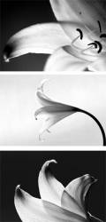 Triptych Black And White Flowers