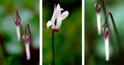Triptych Cyclamen Flowers