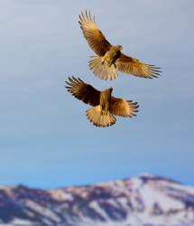 Chimango Caracara In Flight . Patagonia Argentina