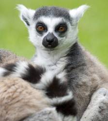 Ring Tailed Lemur , Lemur Catta , Captive , Endemic To The Island Of Madagascar , Known Locally In Malagasy As Maky , Omnivorous And The Most Terrestrial Of Lemurs And Is Diurnal