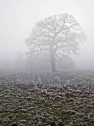 Winter Trees In Thick Fog , Worden Park , Leyland , Lancashire , Uk