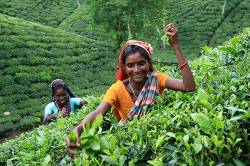 Women Tea Pluckers Work At Tea Garden At Srimangal , Bangladesh . Tea Is A Major Industry In Bangladesh And Grows In The Low Hills Of Chittagong And Sylhet . There Are About 158 Tea Gardens With A Total Of 47 , 938 Hectares Under Tea Cultivation With Yearly Production Of About 50 Million Kilos Of Tea . The Industry Provides Employment To About 150 , 000 Ethnic People With 500 , 000 Dependants . Srimangal , Bangladesh . August 2008 .