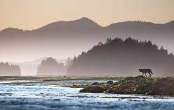 Black Wolf , Clayoquot Sound , Vancouver Island , B . C . Canada