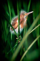Least Bittern , ( Lxobruchus Exilis ) , Juvenile Baby Bird