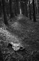 Ragdoll On Footpath In Woods Shallow DOF