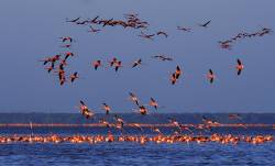 American Flamingos , Celestun , Yucatan , Mexico