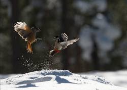 Fight Between Siberian Jay And Great Spotted Woodpecker