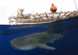 Whale Sharks ( Rhincodon Typus ) Gather Under Fishing Platforms To Feed From Fishermens Nets , Papua , Indonesia